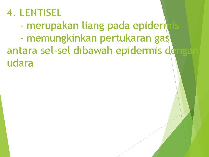 4. LENTISEL - merupakan liang pada epidermis - memungkinkan pertukaran gas antara sel-sel dibawah
