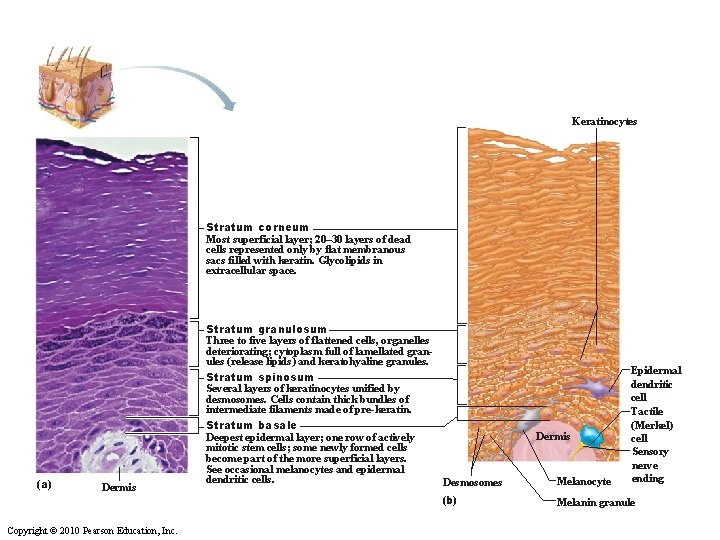 The main structural features of the skin epidermis. Keratinocytes Stratum corneum Most superficial layer;