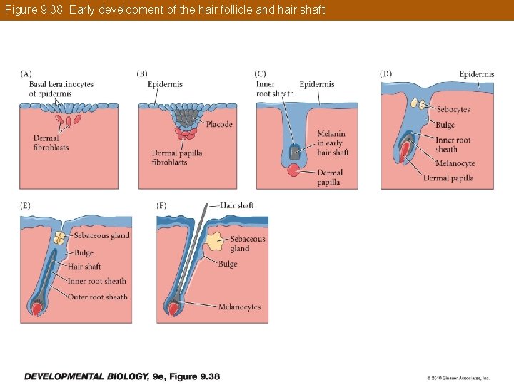Figure 9. 38 Early development of the hair follicle and hair shaft 
