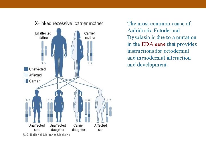 The most common cause of Anhidrotic Ectodermal Dysplasia is due to a mutation in