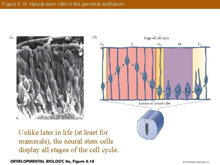 Figure 9. 18 Neural stem cells in the germinal epithelium Unlike later in life