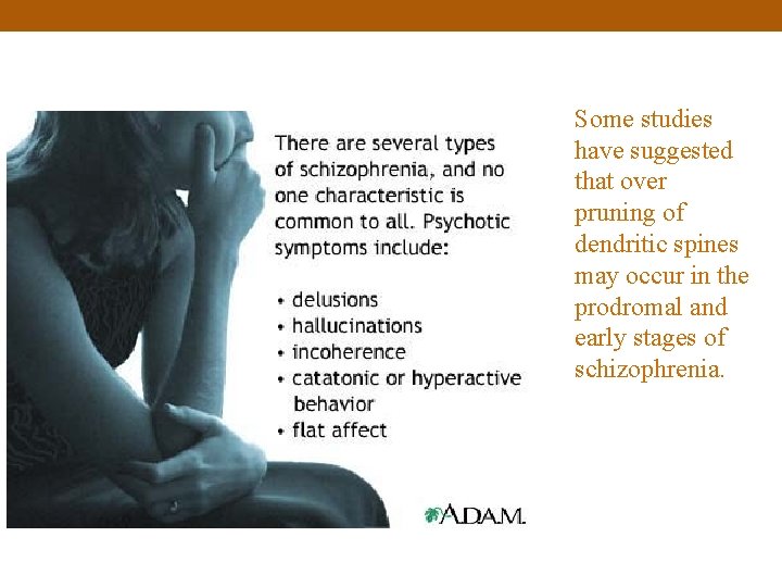 Some studies have suggested that over pruning of dendritic spines may occur in the