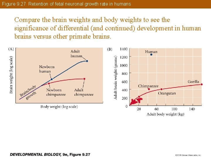 Figure 9. 27 Retention of fetal neuronal growth rate in humans Compare the brain