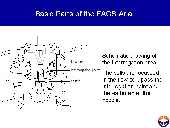 Basic Parts of the FACS Aria Schematic drawing of the interrogation area. The cells