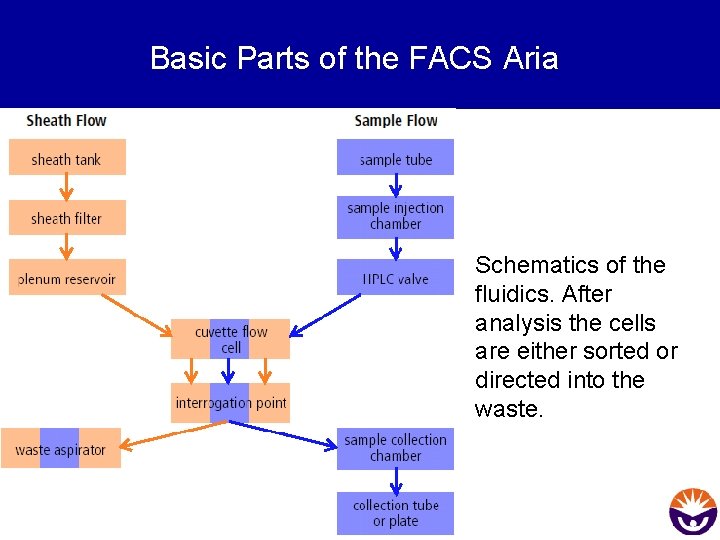 Basic Parts of the FACS Aria Schematics of the fluidics. After analysis the cells