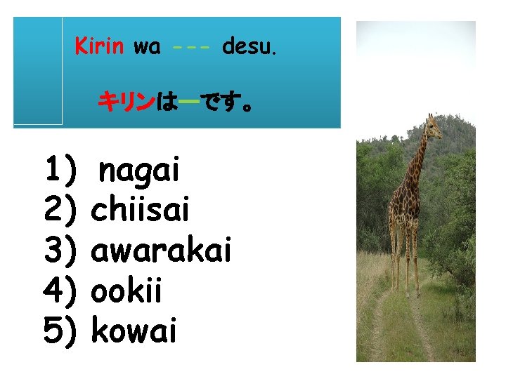 Kirin wa --- desu. キリンはーです。 1) 2) 3) 4) 5) nagai chiisai awarakai ookii