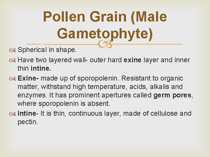 Pollen Grain (Male Gametophyte) Spherical in shape. Have two layered wall- outer hard exine