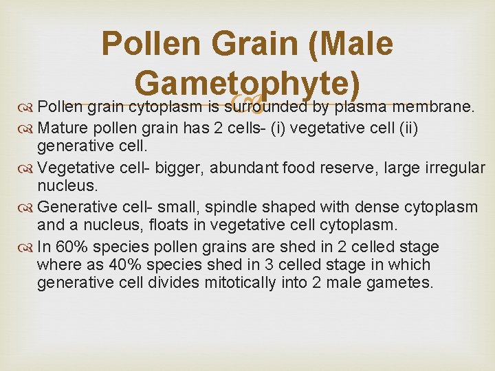 Pollen Grain (Male Gametophyte) Pollen grain cytoplasm is surrounded by plasma membrane. Mature pollen