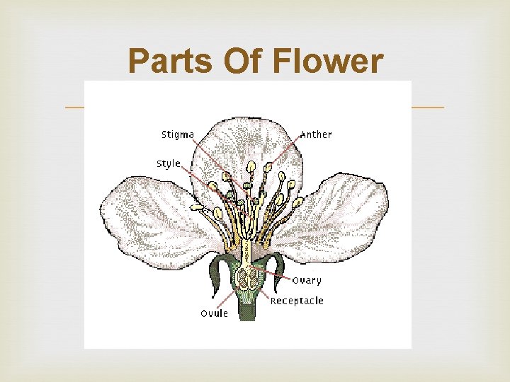 Parts Of Flower 