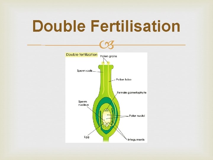 Double Fertilisation 