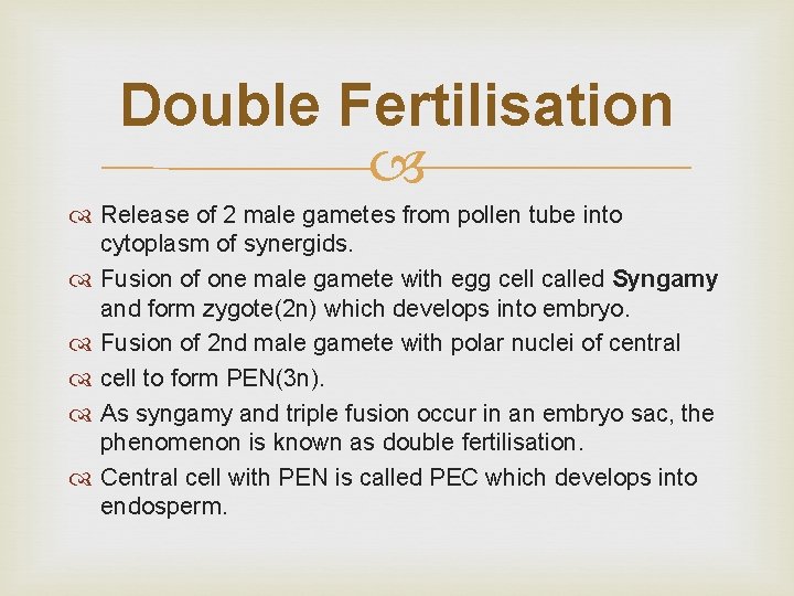 Double Fertilisation Release of 2 male gametes from pollen tube into cytoplasm of synergids.