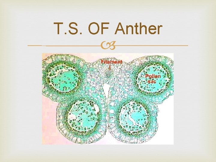 T. S. OF Anther 