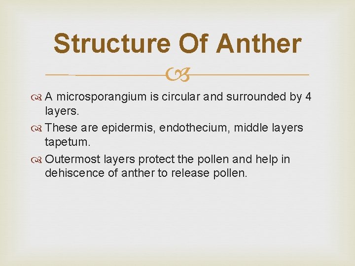 Structure Of Anther A microsporangium is circular and surrounded by 4 layers. These are