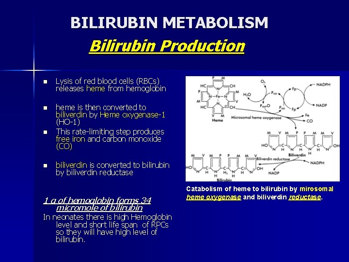 BILIRUBIN METABOLISM Bilirubin Production n Lysis of red blood cells (RBCs) releases heme from