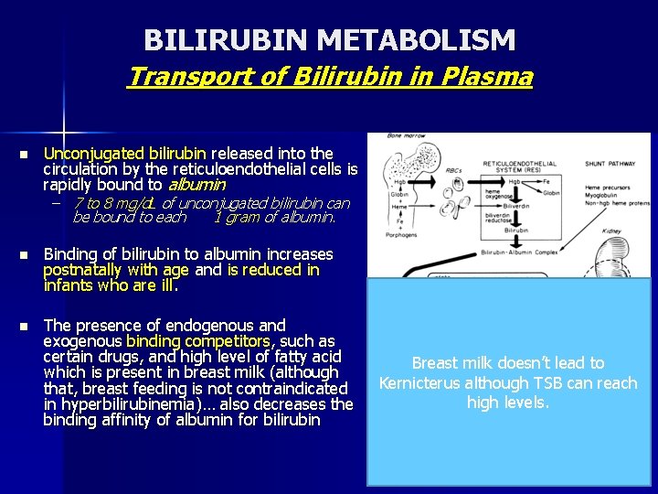 BILIRUBIN METABOLISM Transport of Bilirubin in Plasma n Unconjugated bilirubin released into the circulation