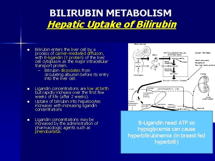 BILIRUBIN METABOLISM Hepatic Uptake of Bilirubin n Bilirubin enters the liver cell by a