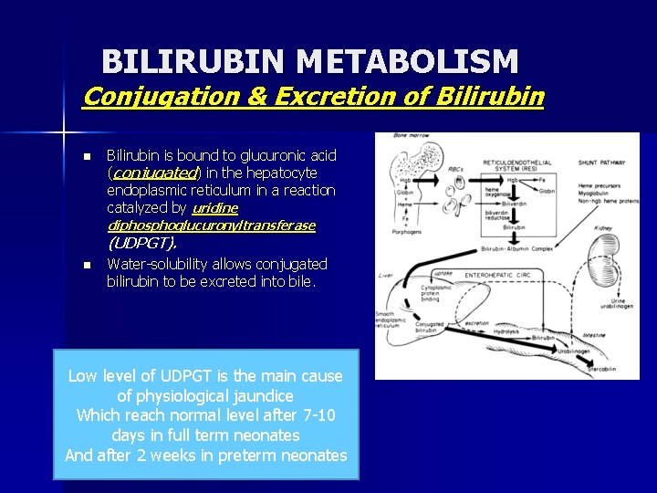 BILIRUBIN METABOLISM Conjugation & Excretion of Bilirubin n Bilirubin is bound to glucuronic acid