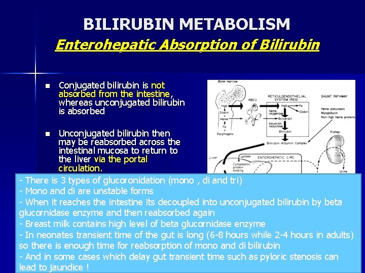 BILIRUBIN METABOLISM Enterohepatic Absorption of Bilirubin n Conjugated bilirubin is not absorbed from the