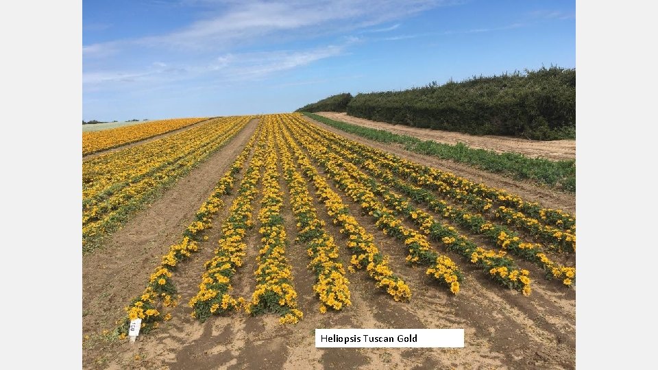 Heliopsis Tuscan Gold 