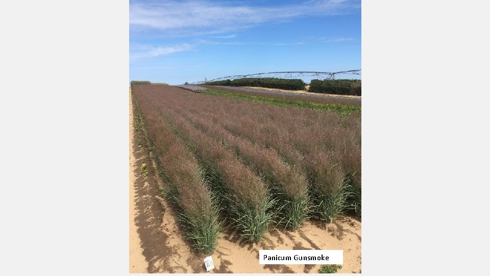 Panicum Gunsmoke 