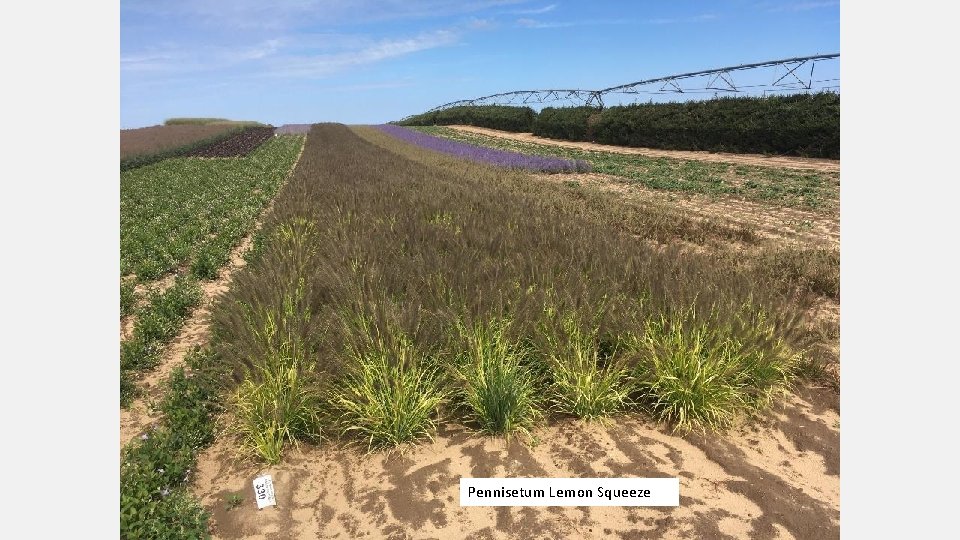 Pennisetum Lemon Squeeze 