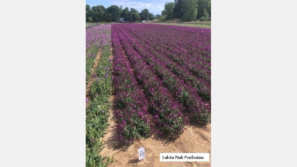 Salvia Pink Profusion 