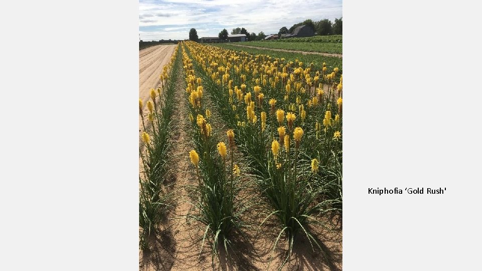 Kniphofia ‘Gold Rush' 