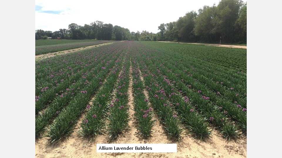 Allium Lavender Bubbles 