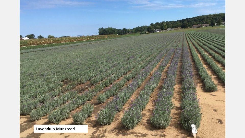 Lavandula Munstead 