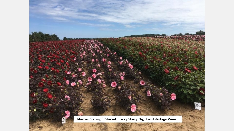 Hibiscus Midnight Marvel, Starry Night and Vintage Wine 