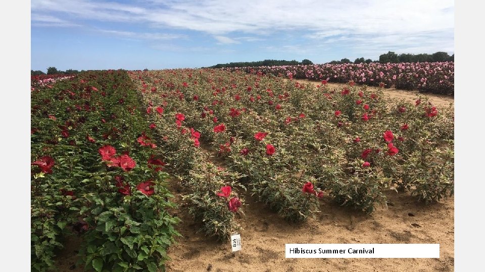 Hibiscus Summer Carnival 