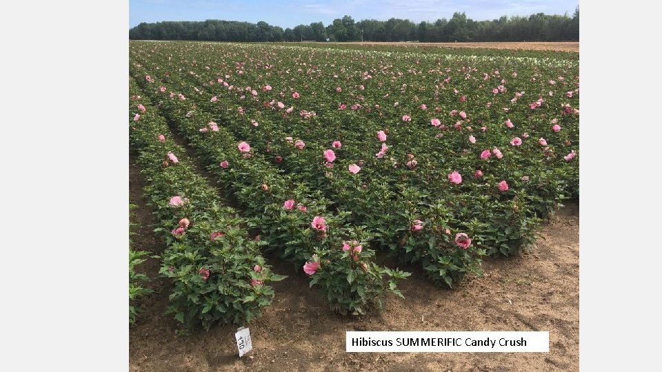 Hibiscus SUMMERIFIC Candy Crush 