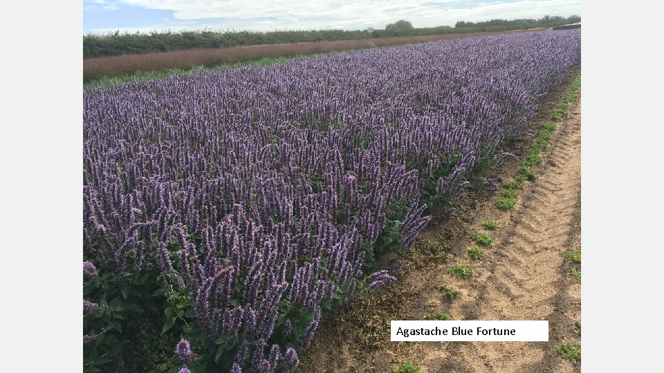 Agastache Blue Fortune 