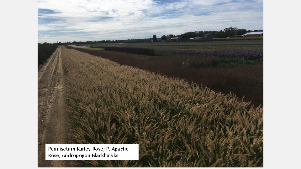 Pennisetum Karley Rose; P. Apache Rose; Andropogon Blackhawks 