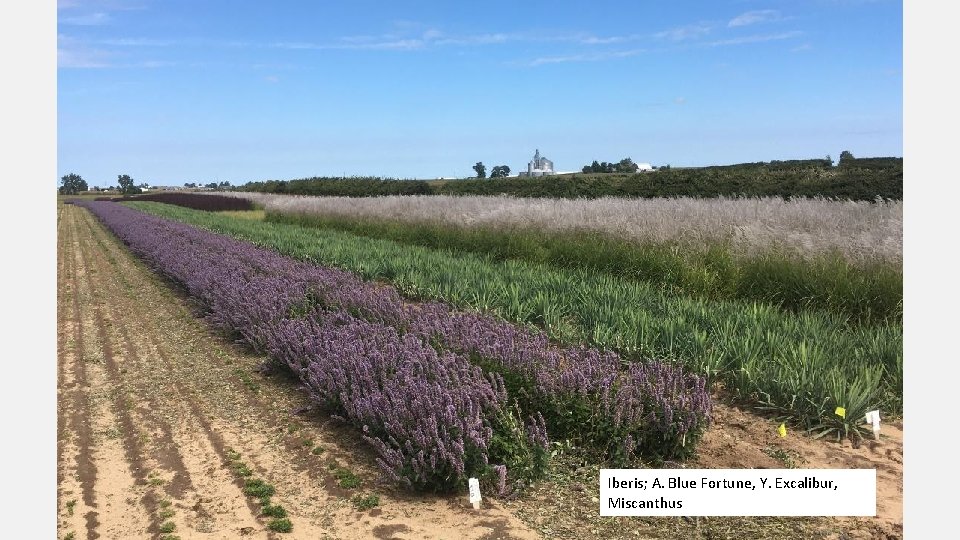 Iberis; A. Blue Fortune, Y. Excalibur, Miscanthus 