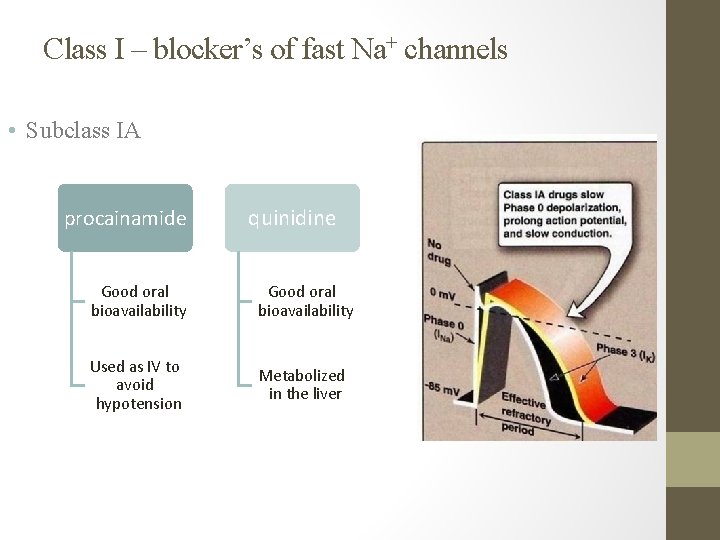 Class I – blocker’s of fast Na+ channels • Subclass IA procainamide quinidine Good