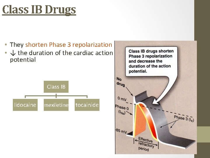 Class IB Drugs • They shorten Phase 3 repolarization • ↓ the duration of