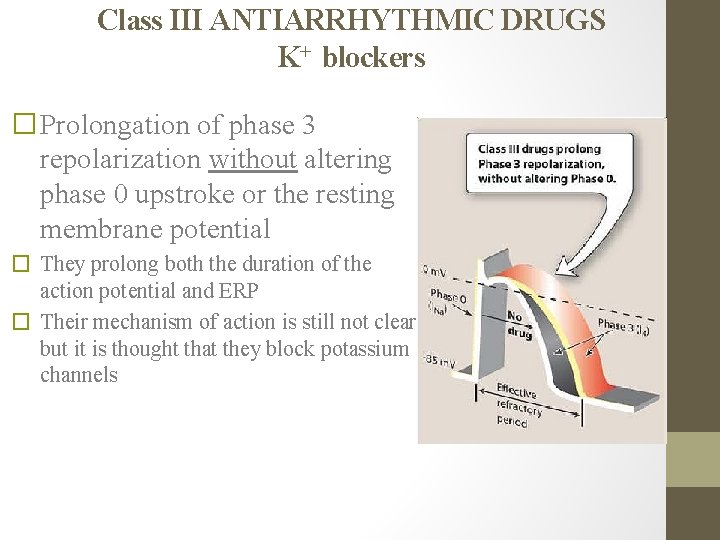 Class III ANTIARRHYTHMIC DRUGS K+ blockers �Prolongation of phase 3 repolarization without altering phase