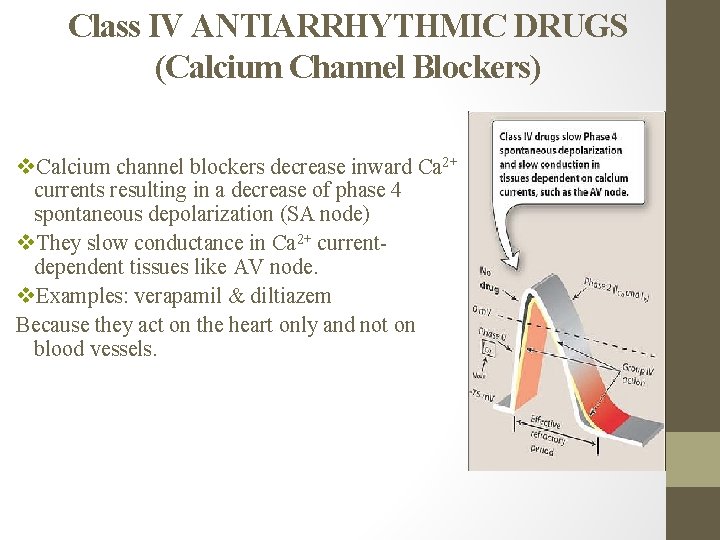 Class IV ANTIARRHYTHMIC DRUGS (Calcium Channel Blockers) v. Calcium channel blockers decrease inward Ca