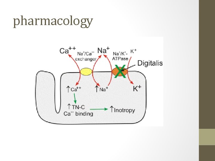pharmacology 