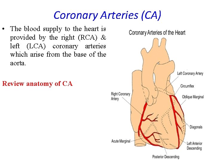 Coronary Arteries (CA) • The blood supply to the heart is provided by the