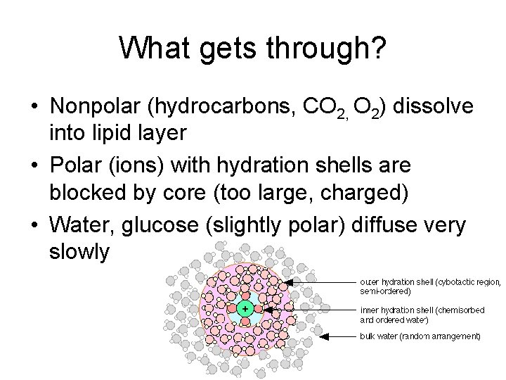 What gets through? • Nonpolar (hydrocarbons, CO 2, O 2) dissolve into lipid layer