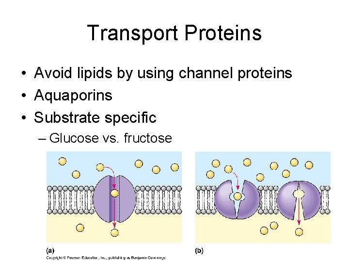 Transport Proteins • Avoid lipids by using channel proteins • Aquaporins • Substrate specific