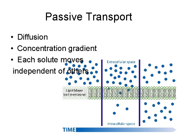 Passive Transport • Diffusion • Concentration gradient • Each solute moves independent of others