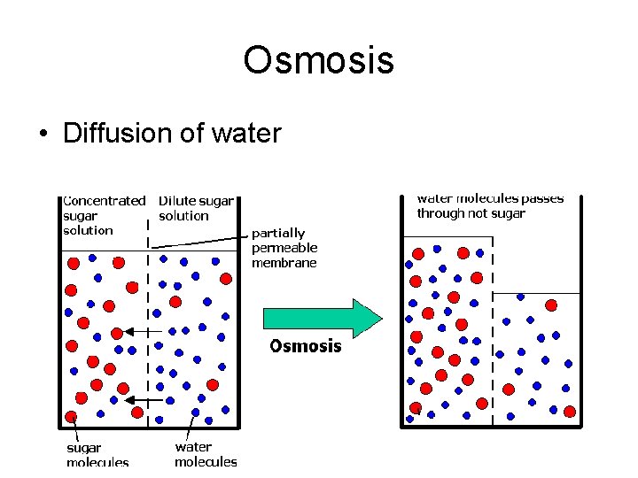 Osmosis • Diffusion of water 