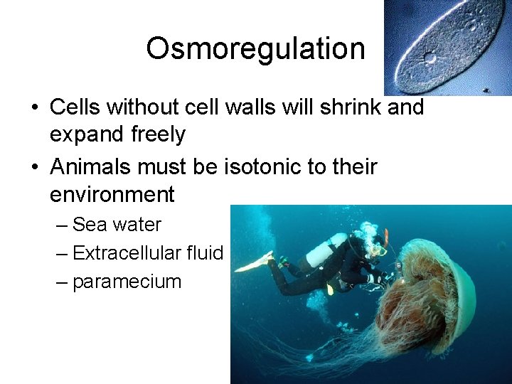 Osmoregulation • Cells without cell walls will shrink and expand freely • Animals must