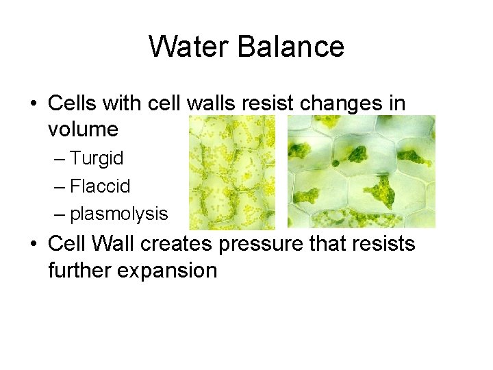 Water Balance • Cells with cell walls resist changes in volume – Turgid –
