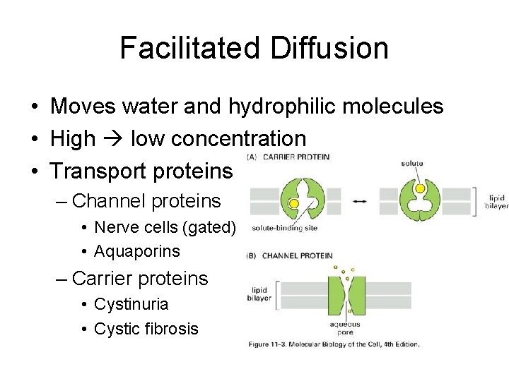 Facilitated Diffusion • Moves water and hydrophilic molecules • High low concentration • Transport