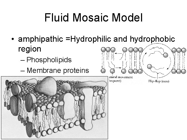 Fluid Mosaic Model • amphipathic =Hydrophilic and hydrophobic region – Phospholipids – Membrane proteins