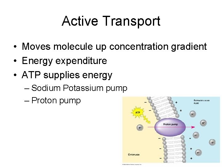 Active Transport • Moves molecule up concentration gradient • Energy expenditure • ATP supplies